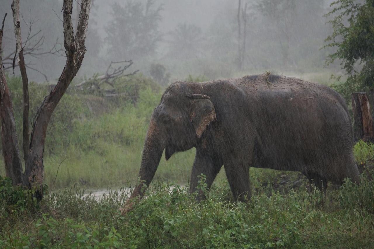 I Love Phants Lodge Ban Huai Thawai Ngoại thất bức ảnh