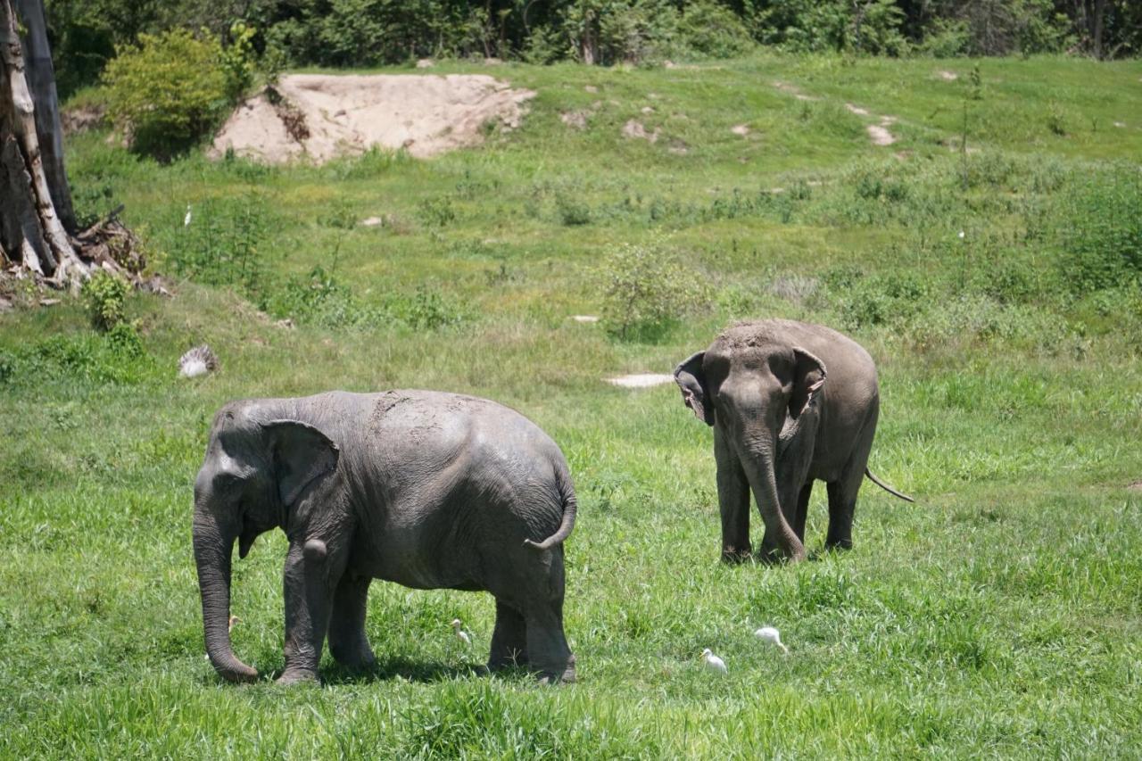 I Love Phants Lodge Ban Huai Thawai Ngoại thất bức ảnh