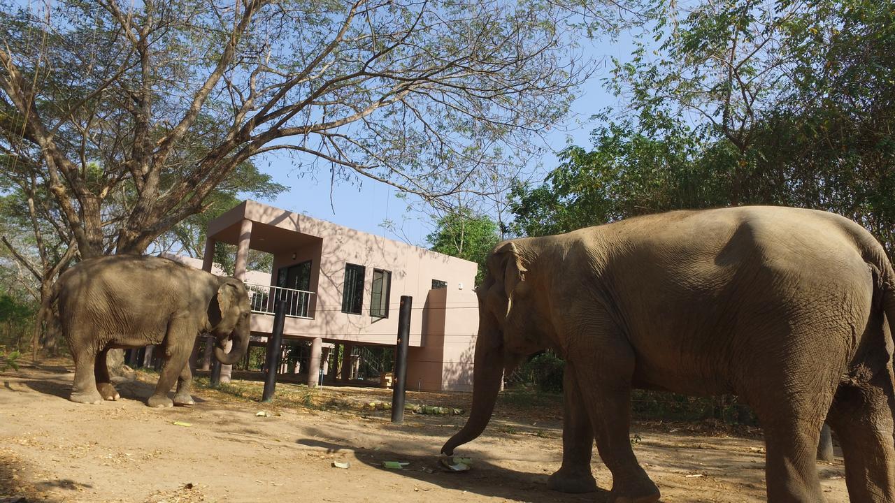 I Love Phants Lodge Ban Huai Thawai Ngoại thất bức ảnh